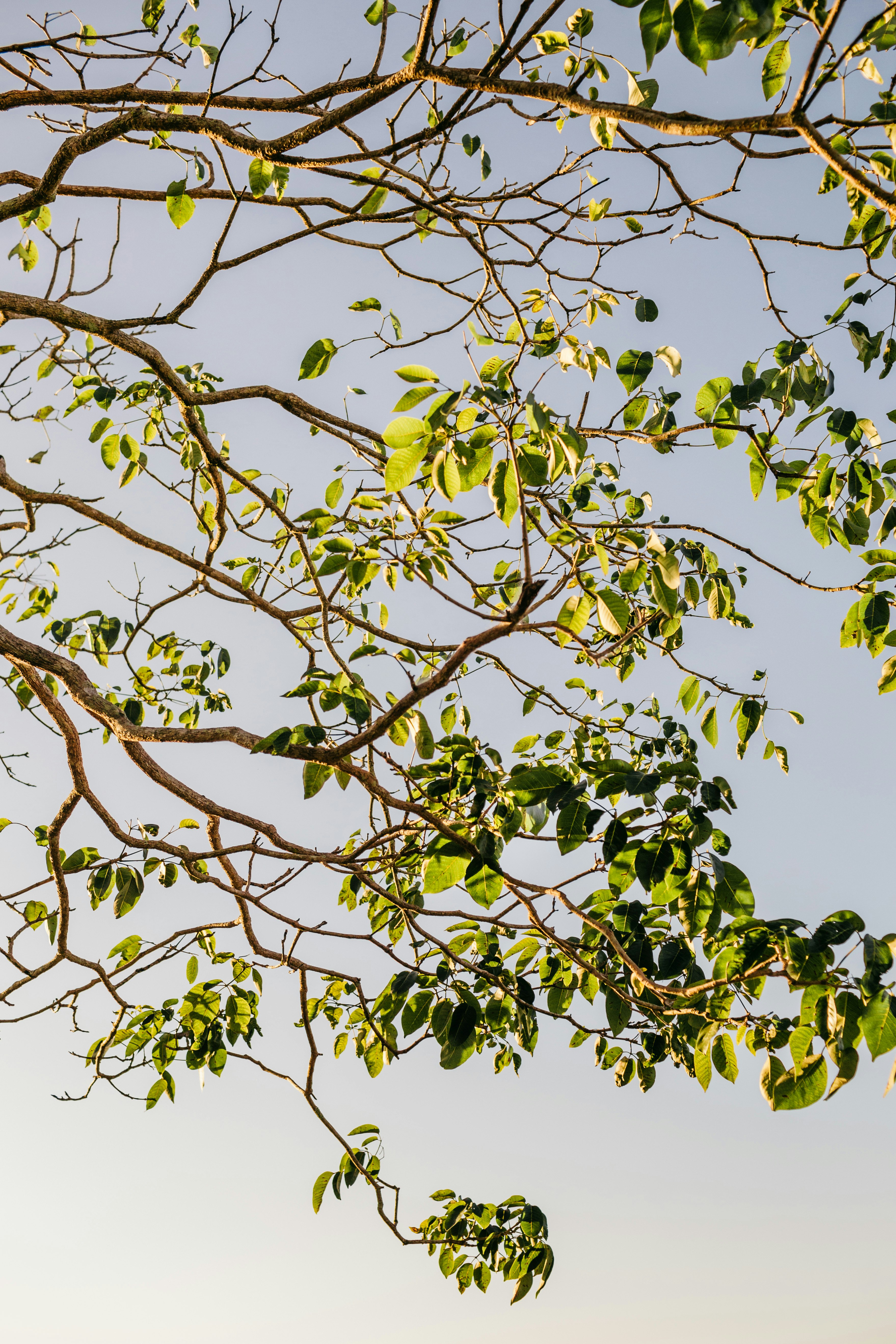 green leaves under blue sky during daytime